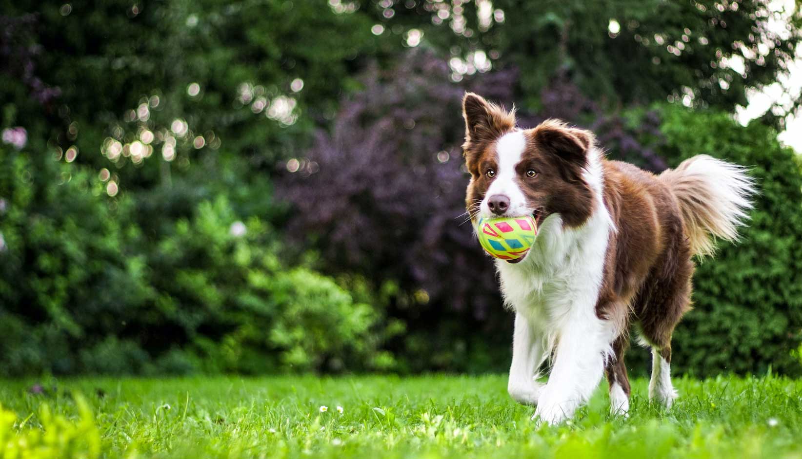 éducation canine positive